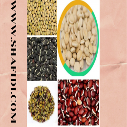 SBJEI-FRESH HYACINTH BEAN SEED